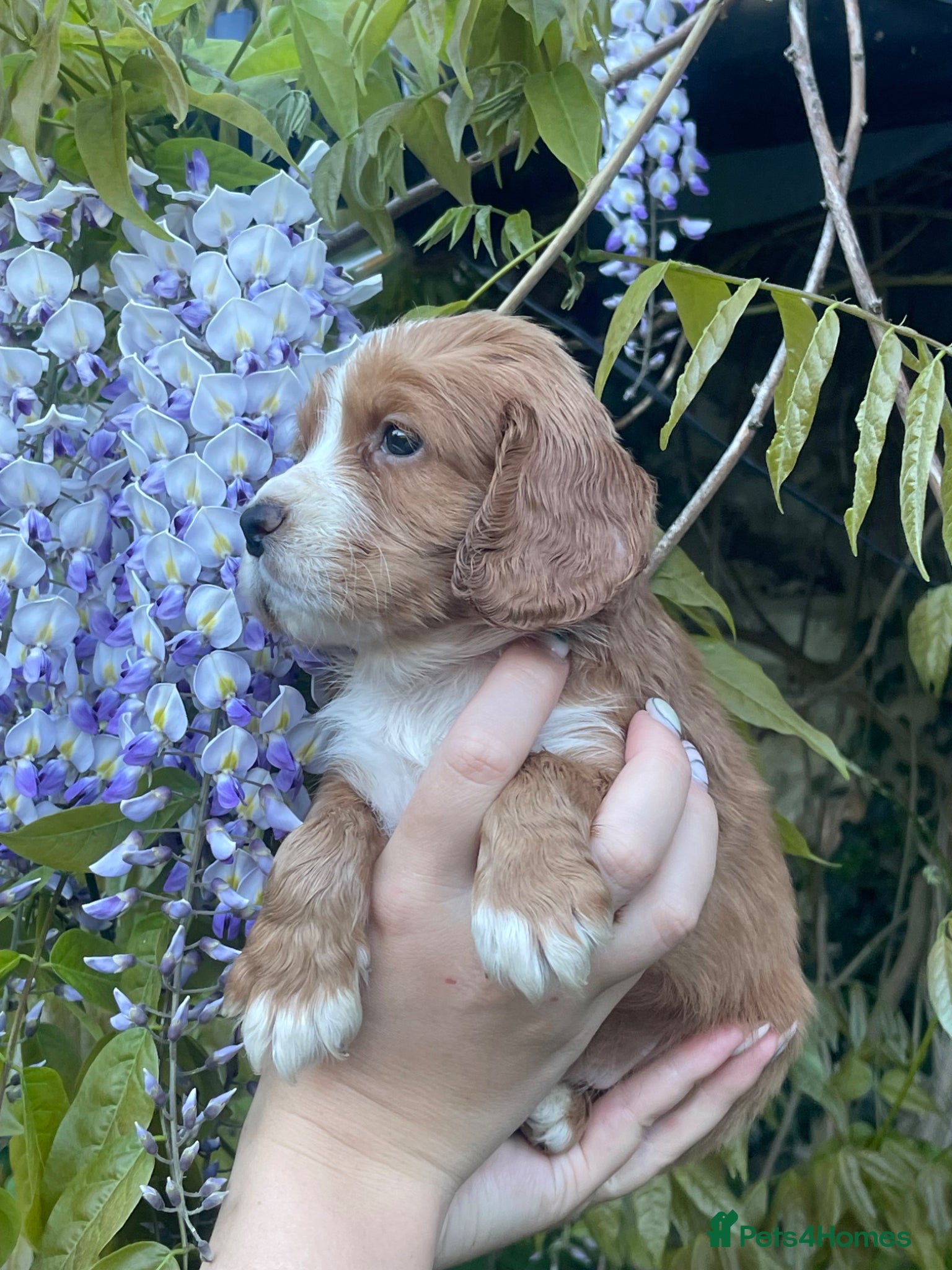 Cocker Spaniel dogs Pretty RKC Cocker Pups Fully DNA Tested 70+FTCH - Advert 20