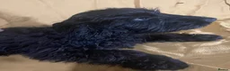 Sproodle dogs for sale: Sproodle pup's springer spaniel x poodle hypo coat - Advert 21