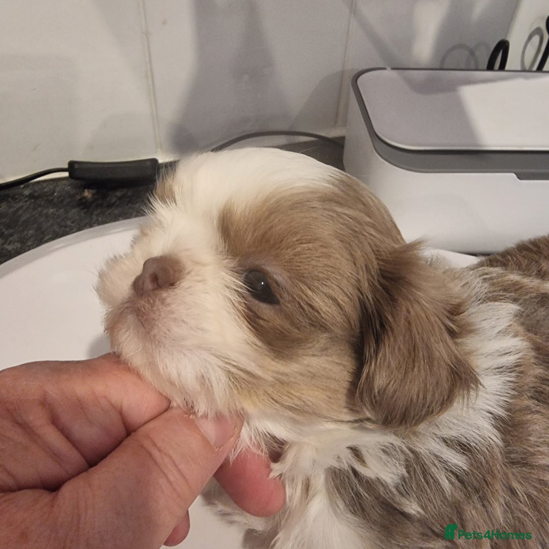 Shih Tzu dogs for sale: Kc reg stunning very tiny babies boys/girls - Image 32