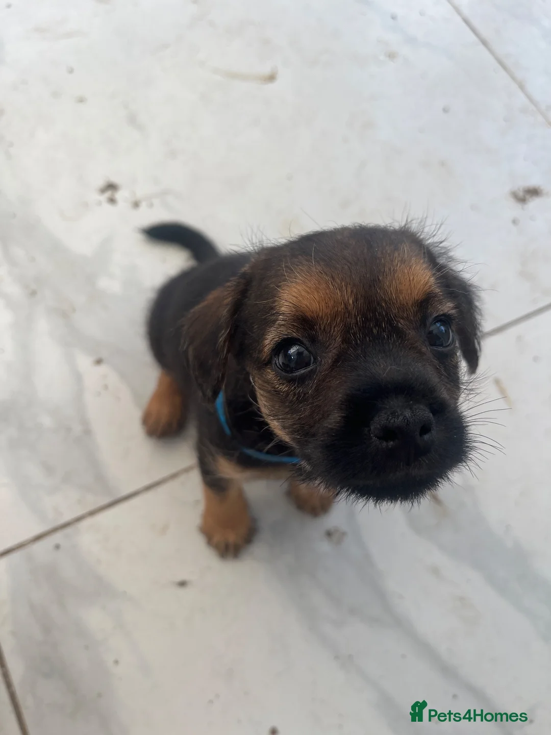 Border Terrier dogs for sale: Border Terrier Puppies - Advert 32