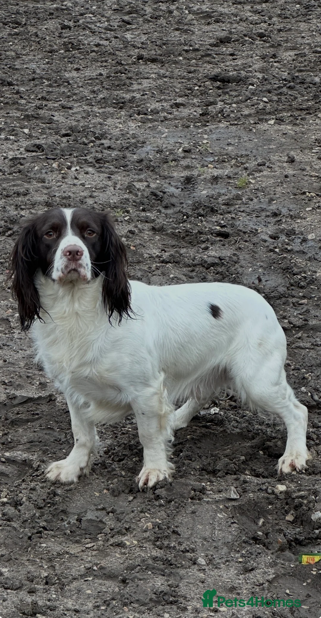 English Springer Spaniel dogs for stud: KC registered English Springer Spaniel Stud in Sandbach - Advert 2