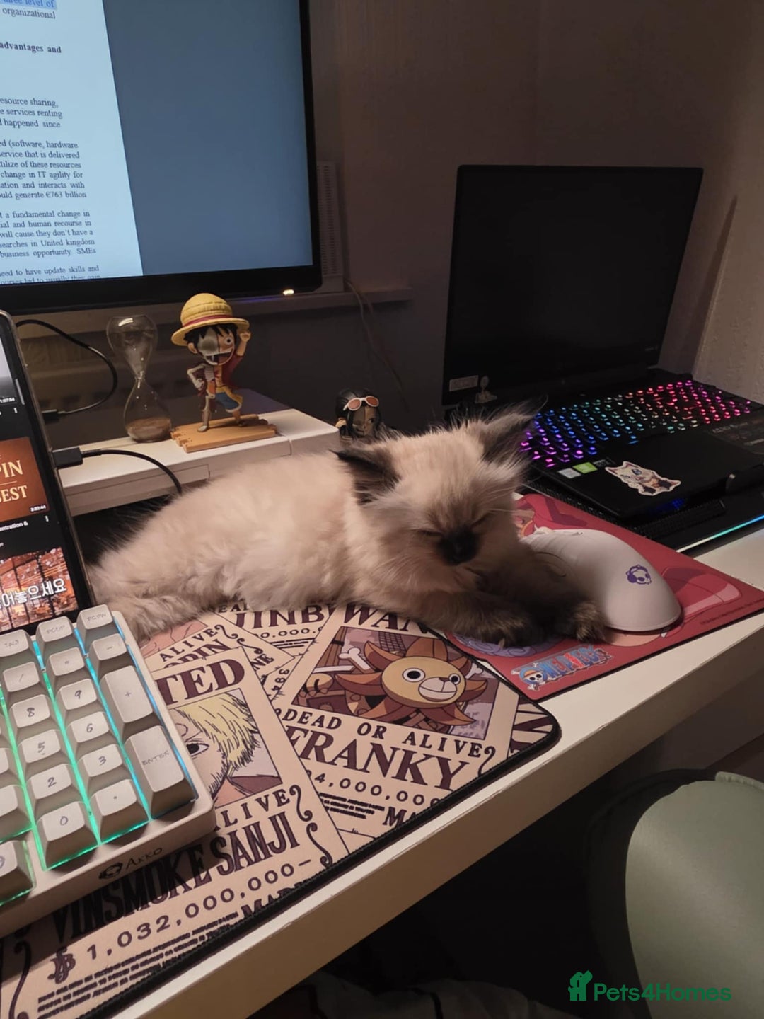 Ragdoll cats for sale: ​Heartbreaking Rehoming Male Ragdoll Kitten - Advert 4