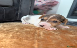 Jack Russell dogs for sale: Jack Russel puppies for sale  - Image 23