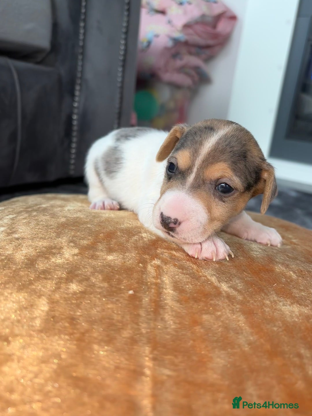 Jack Russell dogs for sale: Jack Russel puppies for sale  - Image 23