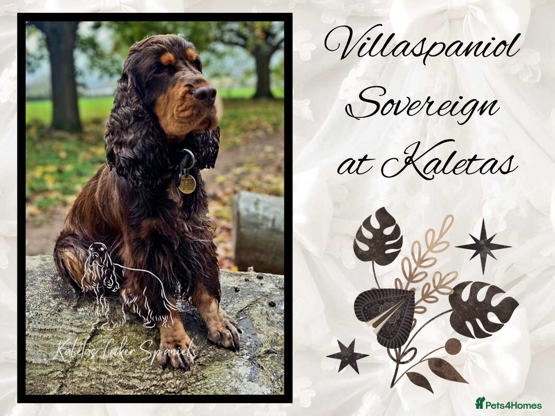 Cocker Spaniel dogs for sale: FULL Health Tested Show Line puppies due - Advert 10