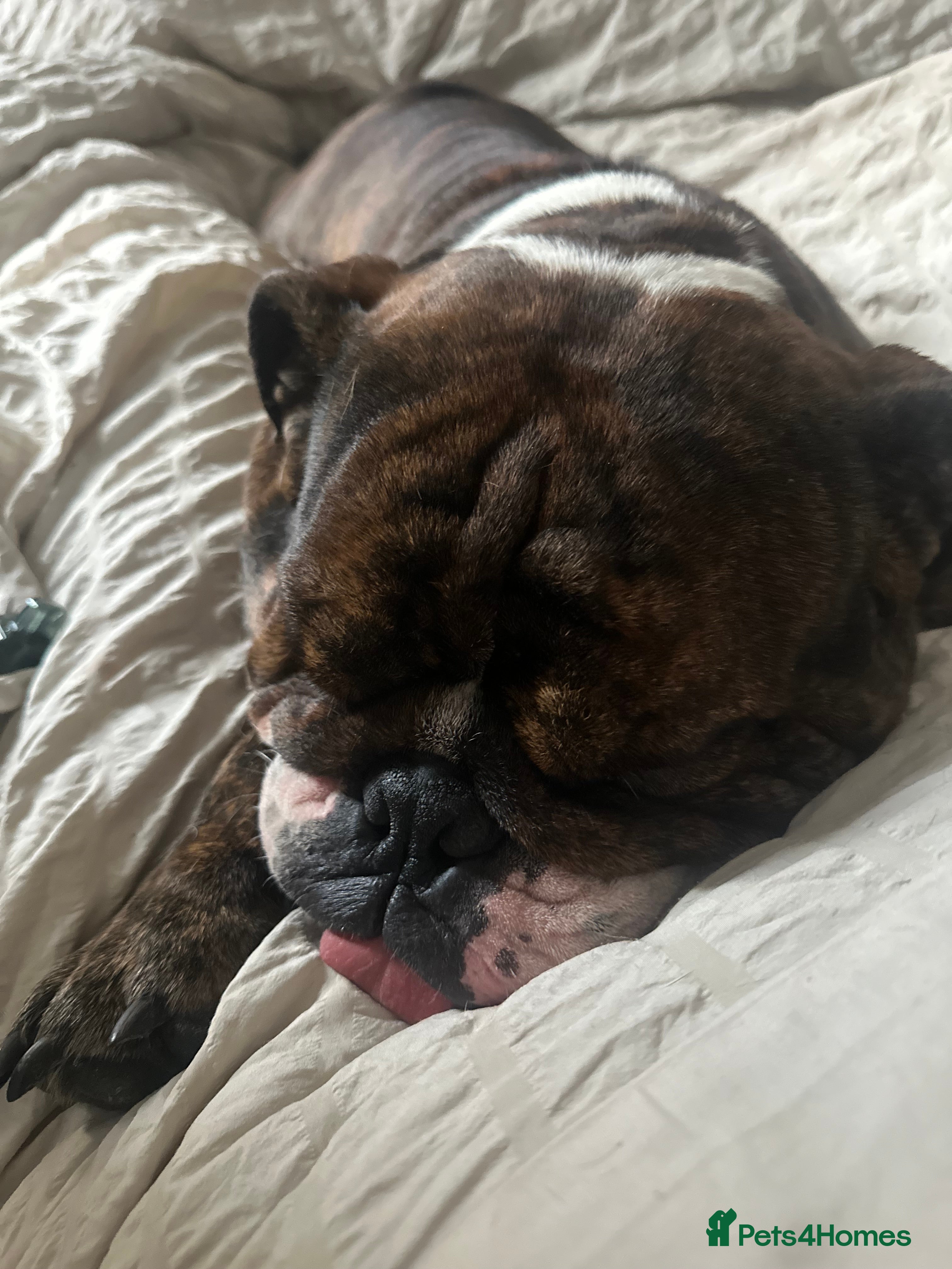 English Bulldog dogs Gorgeous 2 year old Bulldog  - Advert 8