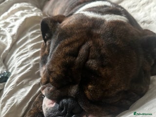 English Bulldog dogs Gorgeous 2 year old Bulldog - Advert 1