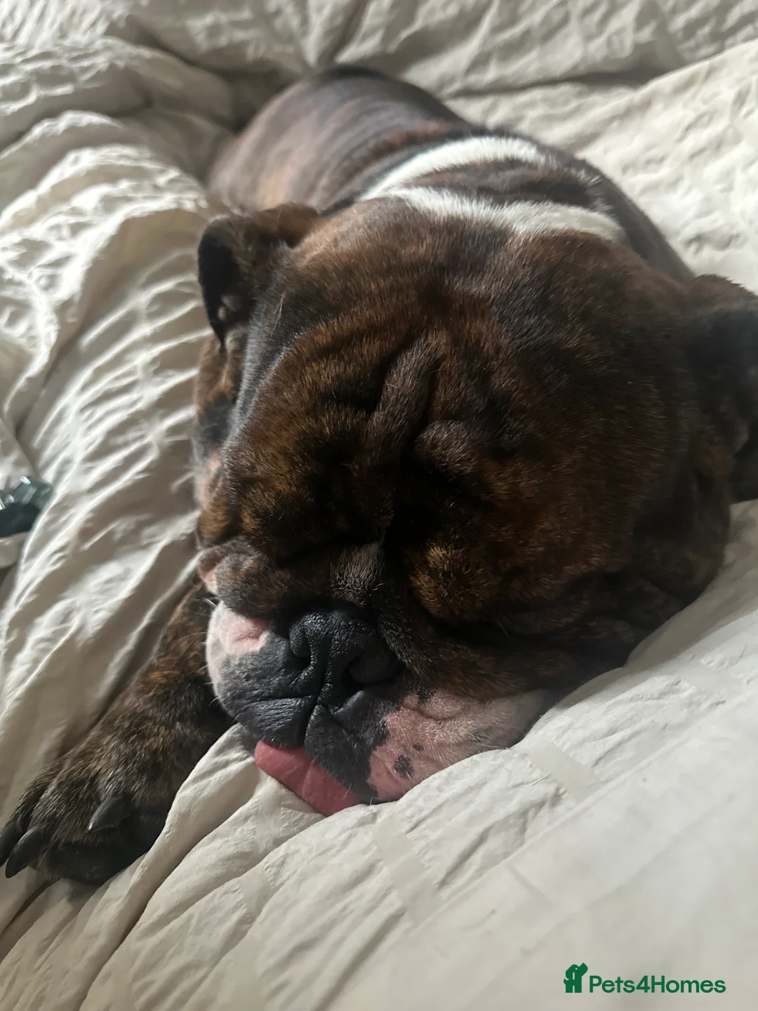 English Bulldog dogs for sale: Gorgeous 3 year old Bulldog  - Advert 1
