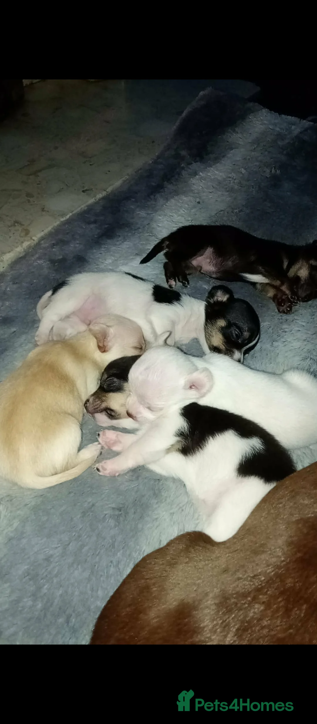 Chihuahua dogs for sale: Teacup chihuahua pups - Advert 1