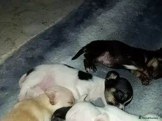 Chihuahua dogs Teacup chihuahua pups - Advert 4