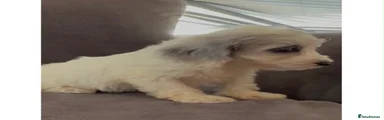 Cockapoo 2