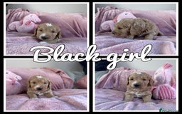 Mini Goldendoodle dogs for sale: Beautiful Family Raised F1 Mini Golden-doodles  - Image 14