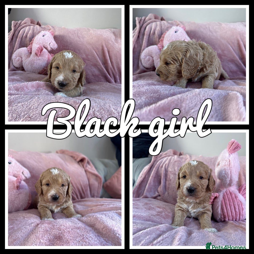 Mini Goldendoodle dogs for sale: Beautiful Family Raised F1 Mini Golden-doodles  - Image 14