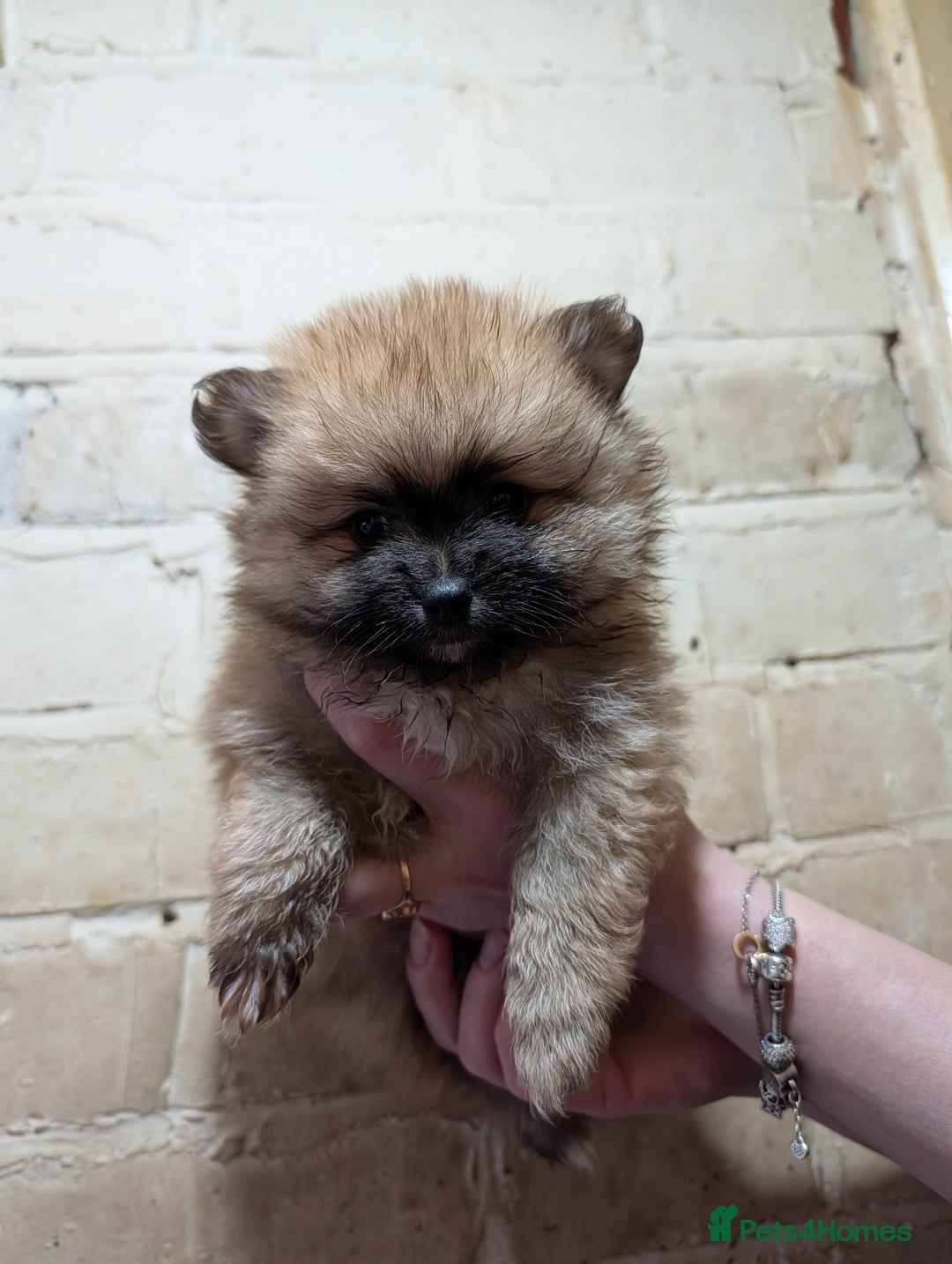 Pomeranian dogs for sale: Pomeranian puppy  - Advert 6