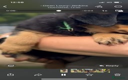 Mixed Breed dogs for sale: Rottweiler x German Shepherd pups ready to go  - Image 2