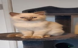 Ragdoll cats for sale: Male ragdoll - Image 5