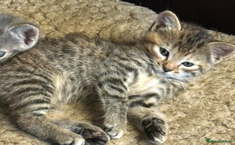 Bengal cats in Bury Saint Edmunds - Advert 9
