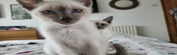 Snowshoe cats for sale: Rare Pedigree TICA Snowshoe Kittens -ONLY ONE LEFT - Advert 16