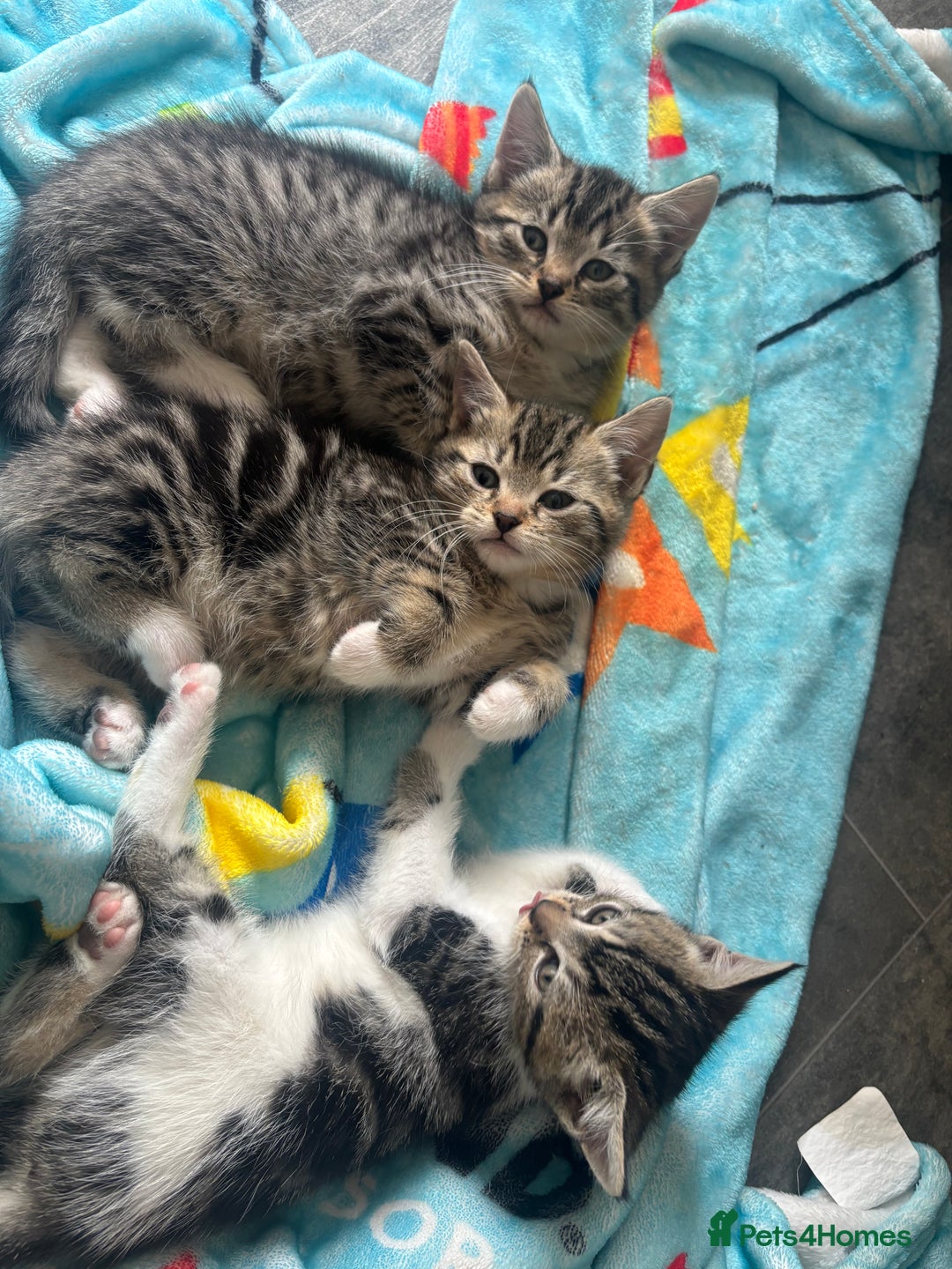 Domestic Shorthair cats for sale: Kittens for sale  - Image 2