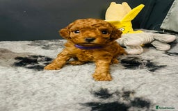 Toy Poodle dogs for sale: Tiny Toy Poodles - Advert 16