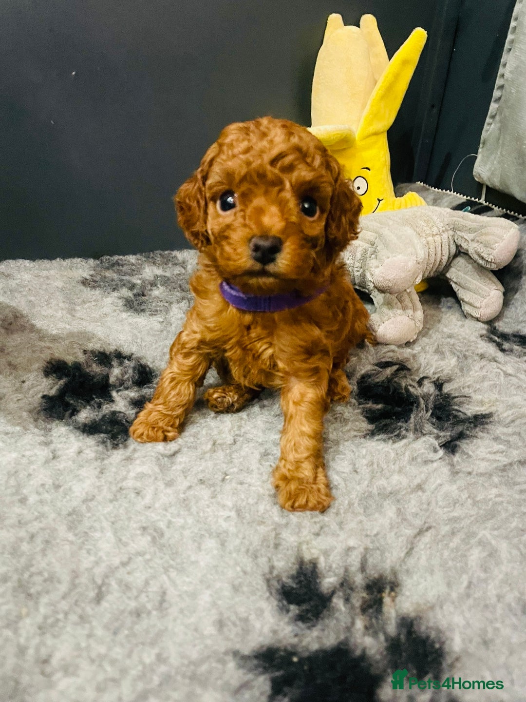 Toy Poodle dogs for sale: Tiny Toy Poodles - Advert 16