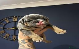 Mixed Breed dogs for sale: English bulldogs  - Advert 6