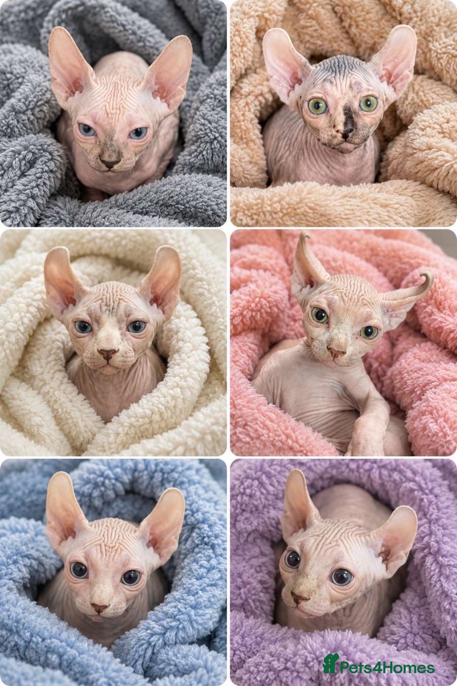 Sphynx cats Family raised Canadian Sphynx ready for new home💜 - Advert 9