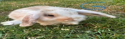 Mini Lop rabbits for sale: Mini Lop Rabbits For Sale  - Advert 8