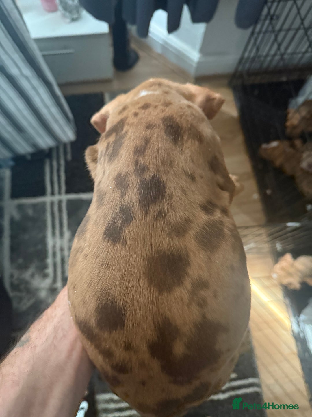 Mixed Breed dogs for sale: Tri chocolate  Corso mixed - Image 28