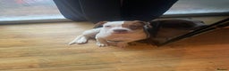 American Bulldog dogs for sale: George American Bulldog - Advert 6
