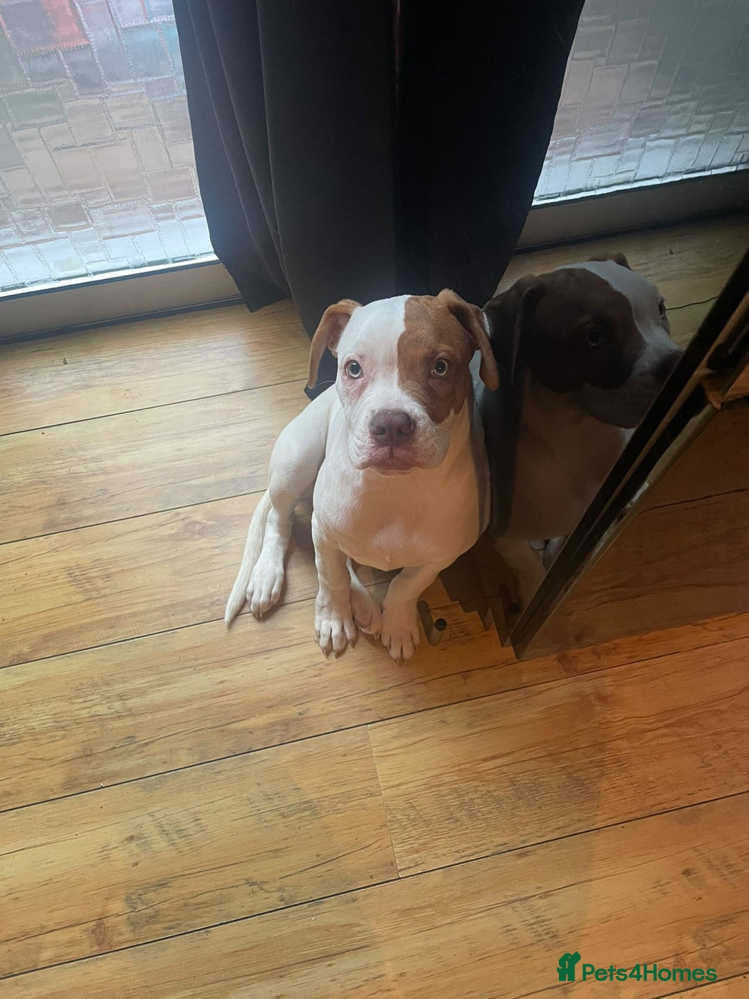 American Bulldog dogs for sale: George American Bulldog - Advert 6