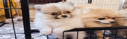 Pomeranian dogs for sale: 1 girl left - KC registered pomeranian puppies - Advert 32