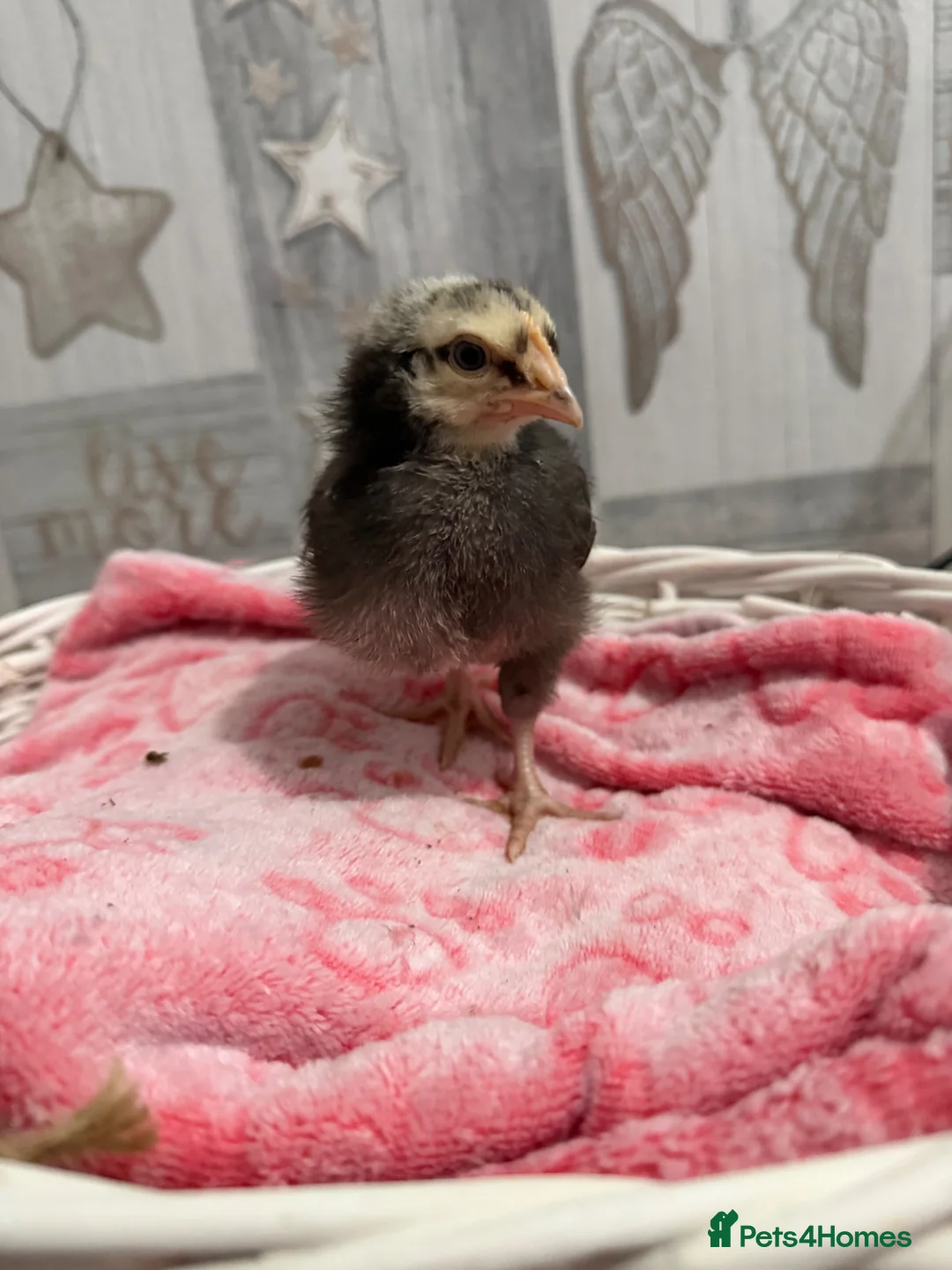 Chickens poultry for sale: Need to find there forever home  in Liverpool - Advert 30