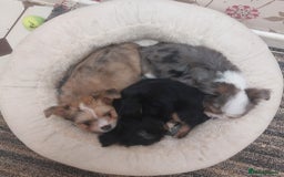 Mixed Breed dogs for sale: Ready to collect  - Advert 4