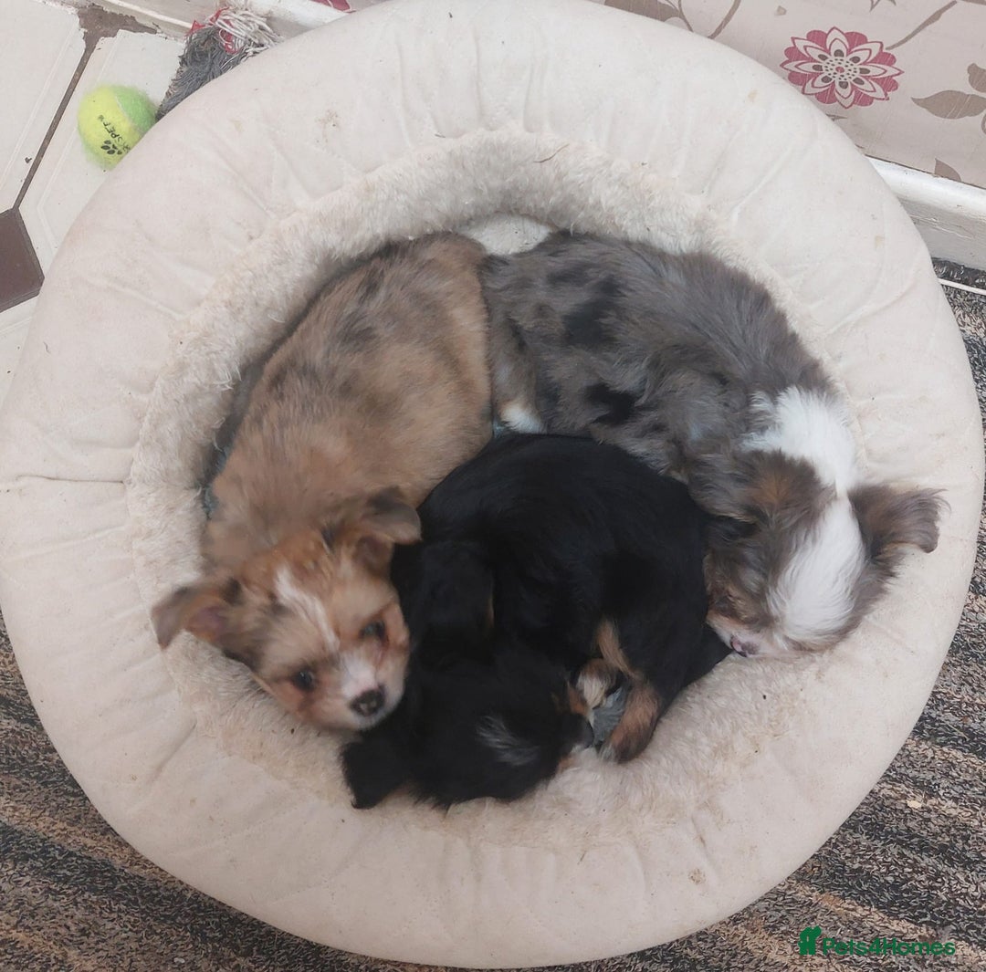 Mixed Breed dogs for sale: Ready to collect  - Advert 4