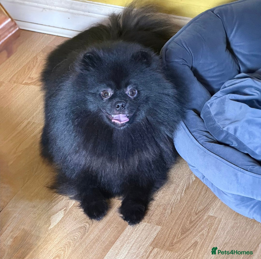 Pomeranian dogs for sale:  Adult merle Pomeranians reduced 🌈 - Advert 10