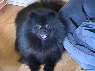 Pomeranian dogs Adult Pomeranian brothers & sisters - Advert 3