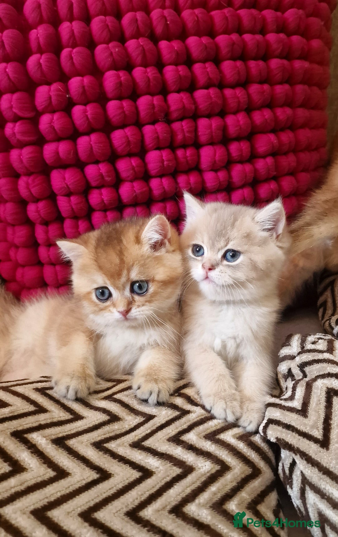 British Shorthair cats for sale: GOLDEN BRITISH SHORTHAIR KITTENS TICA  - Image 21