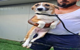 Mixed Breed dogs for adoption: 🐾 Rosie – a girl with a heart full of love 🐾 - Image 3