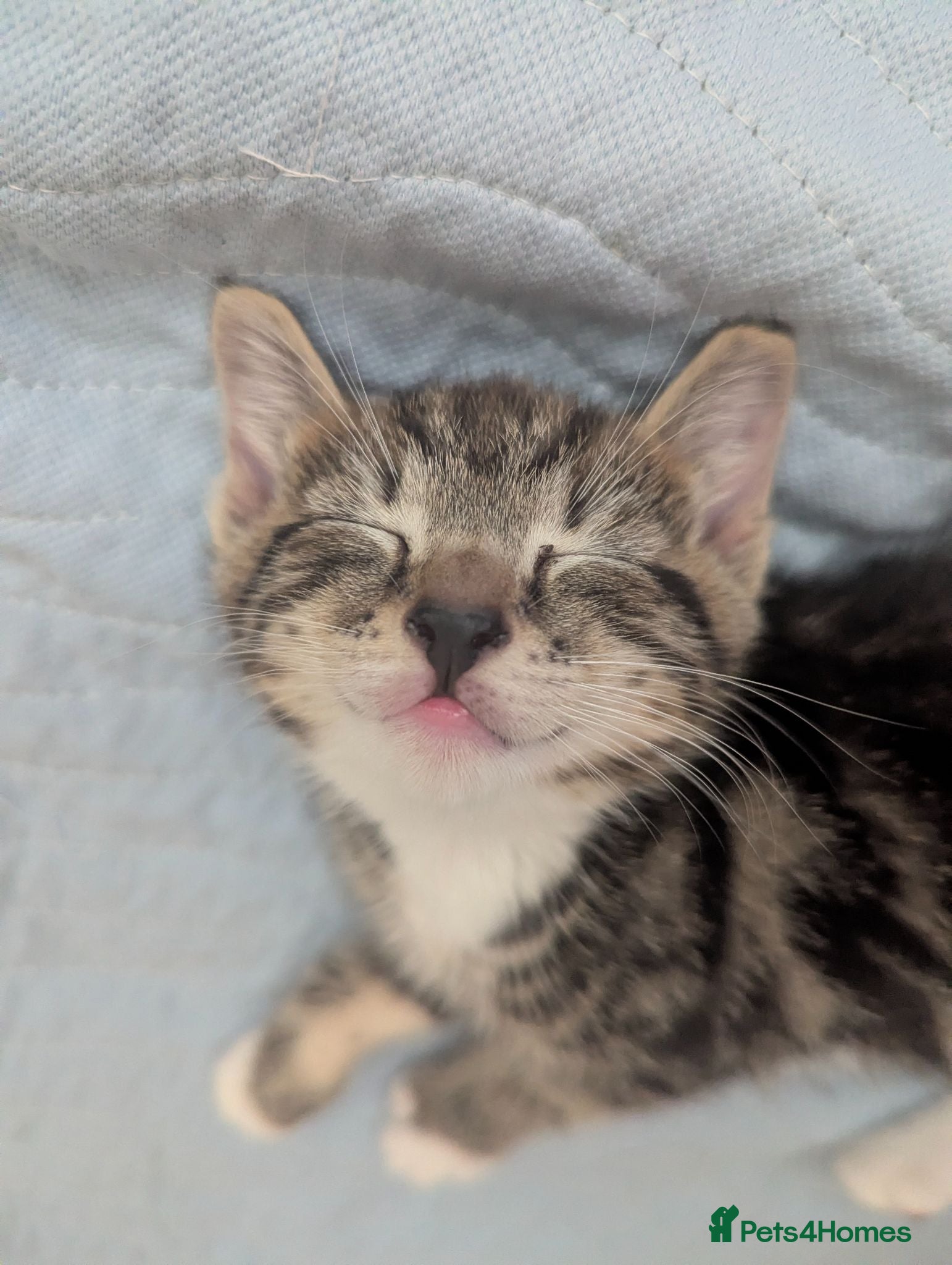Mixed Breed cats 4 Beautiful kittens looking forever homes - Advert 23