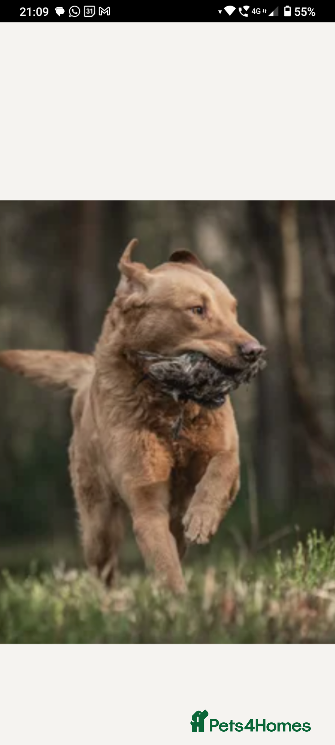 Labrador Retriever dogs for sale: Labrador KC registered puppies  - Advert 6