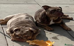 English Bulldog dogs for sale: Rehoming Nelly my British bulldog girl - Image 1