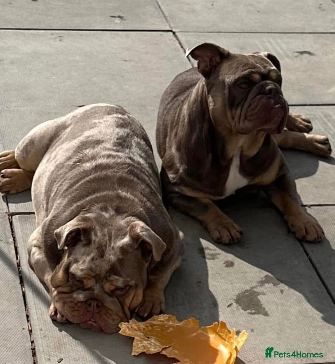 English Bulldog dogs for sale: Rehoming Nelly my British bulldog girl - Image 1