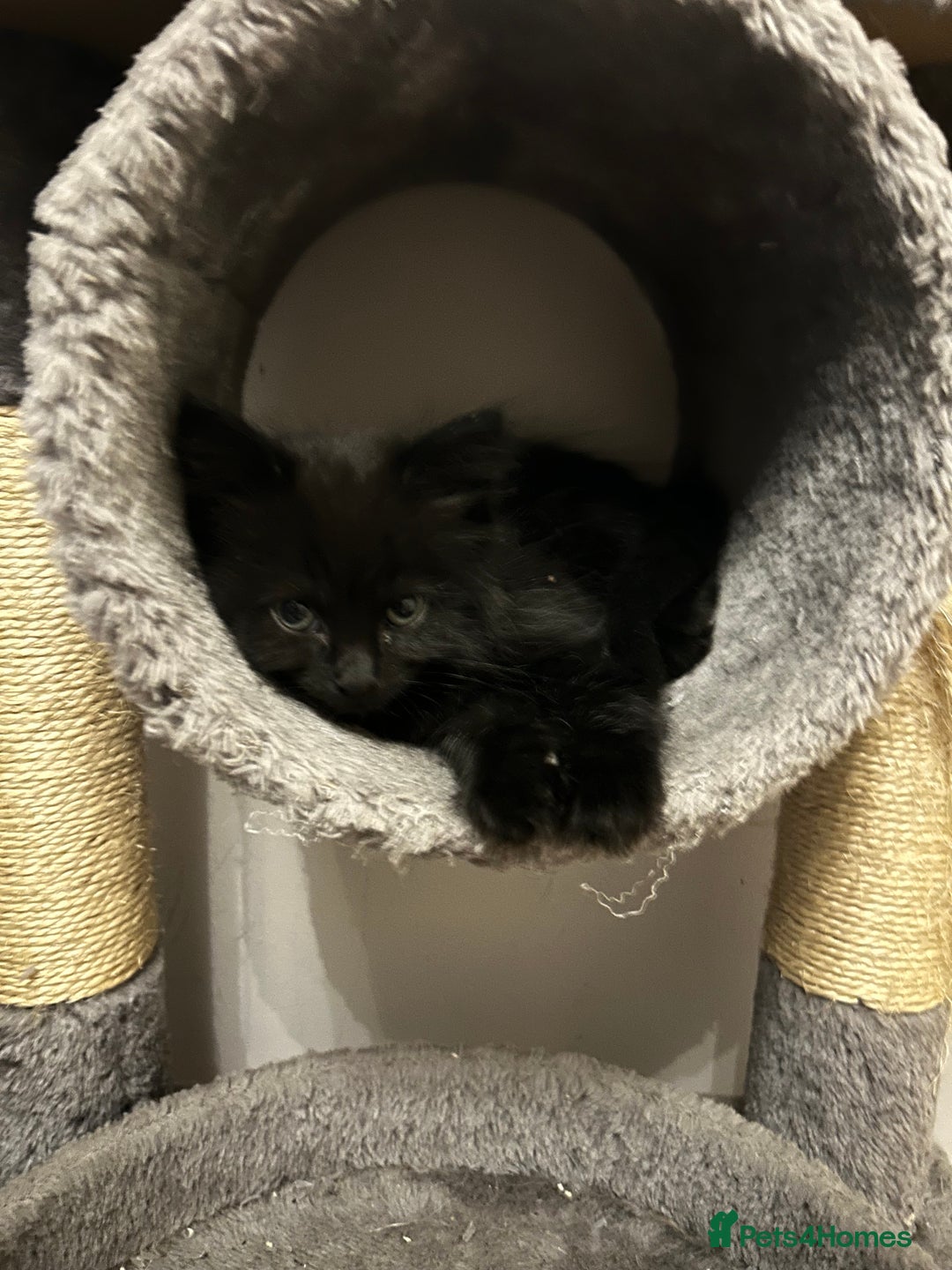 Mixed Breed cats for sale: Kittens - Image 5