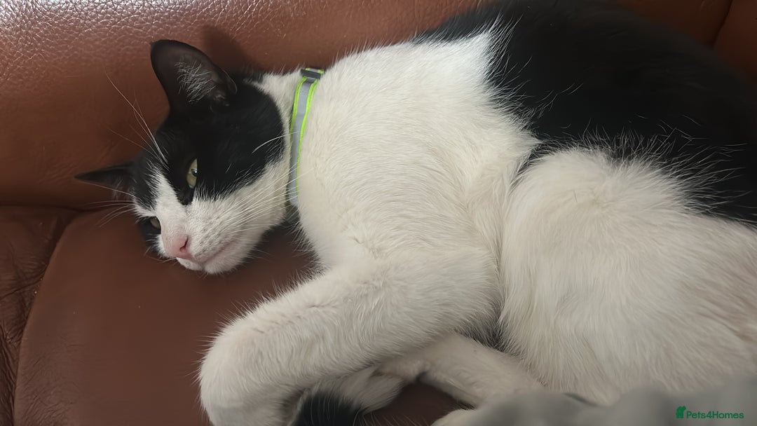 Domestic Shorthair cats for sale: Male loving cat £30 - Image 1