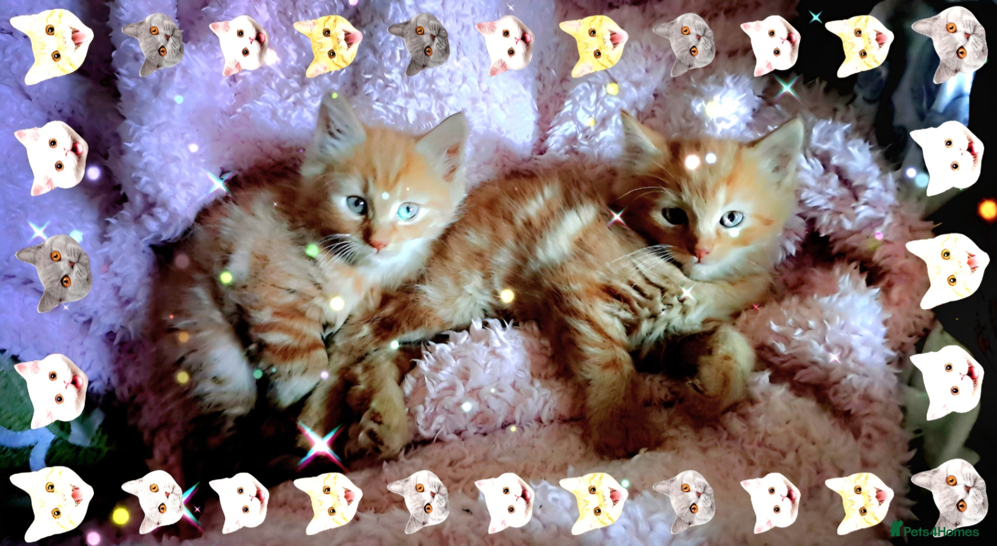 Mixed Breed cats Beautiful Ginger Kittens 😻 - Advert 2