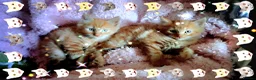 Mixed Breed cats for sale: Beautiful Ginger Kittens 😻 - Advert 3