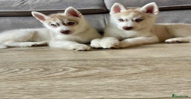 Siberian Husky dogs - Advert 6