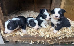Border Collie dogs for sale: Border collie pups  - Image 10