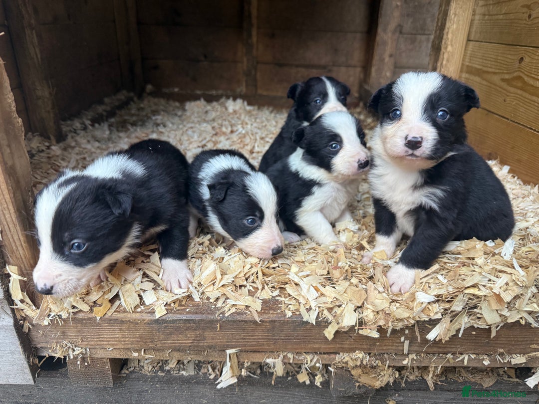 Border Collie dogs for sale: Border collie pups  - Image 10